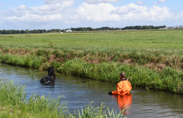 Paard na reddingsactie uit sloot gehaald in Tolbert