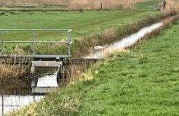 Broedende zwaan doodgebeten in Grootegast