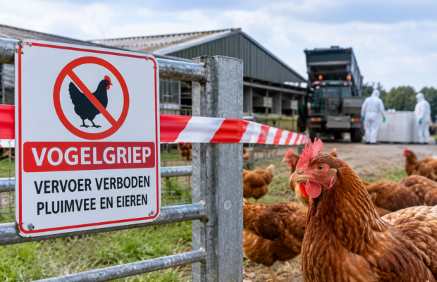 Vogelgriep uitgebroken bij Lutjegast, 45.000 leghennen worden geruimd