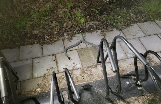 Twee Gazelle e-bikes gestolen bij carpoolplaats A7