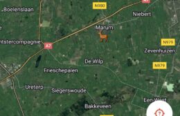 Aanval op ree in Marum