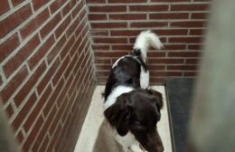 Stabij gevonden in Kornhorn, eigenaar (nog) onbekend