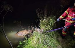 Brandweer  bevrijdt koe in Niezijl