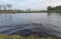 Brandweer redt ree uit Van Starkenborghkanaal bij Lutjegast
