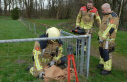 Brandweer Surhuisterveen bevrijdt ree bij Trimunt