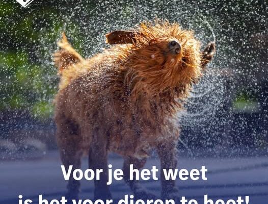 Hoe snel wordt het warm in een auto?