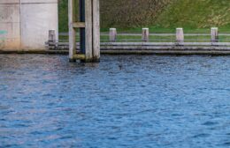 Brandweer redt ree uit van Starkenborghkanaal