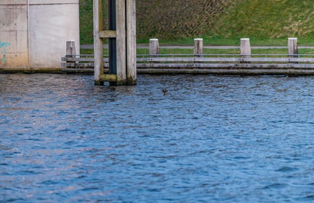 Brandweer redt ree uit van Starkenborghkanaal