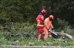 Afgebroken tak zorgt voor hinder op toerit A7 bij Boerakker