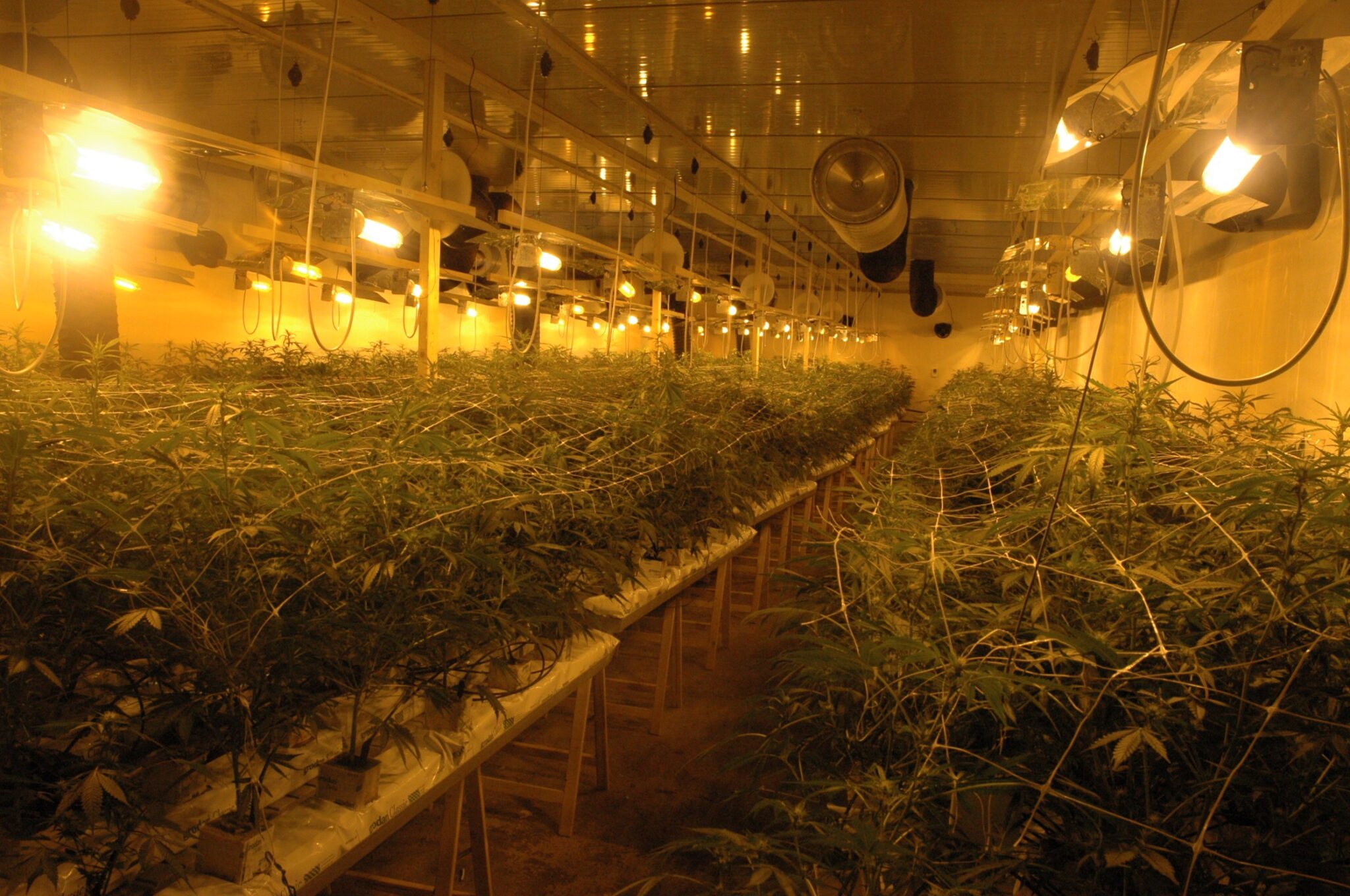 Politie vindt 1.100 wietplanten bij inval in Peize
