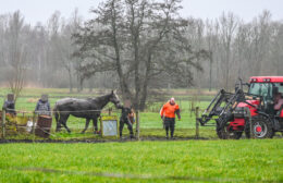 Brandweer bevrijdt paard uit sloot aan de Holm