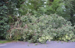 Verkeer tijdelijk stilgelegd door omgevallen boom in Norg