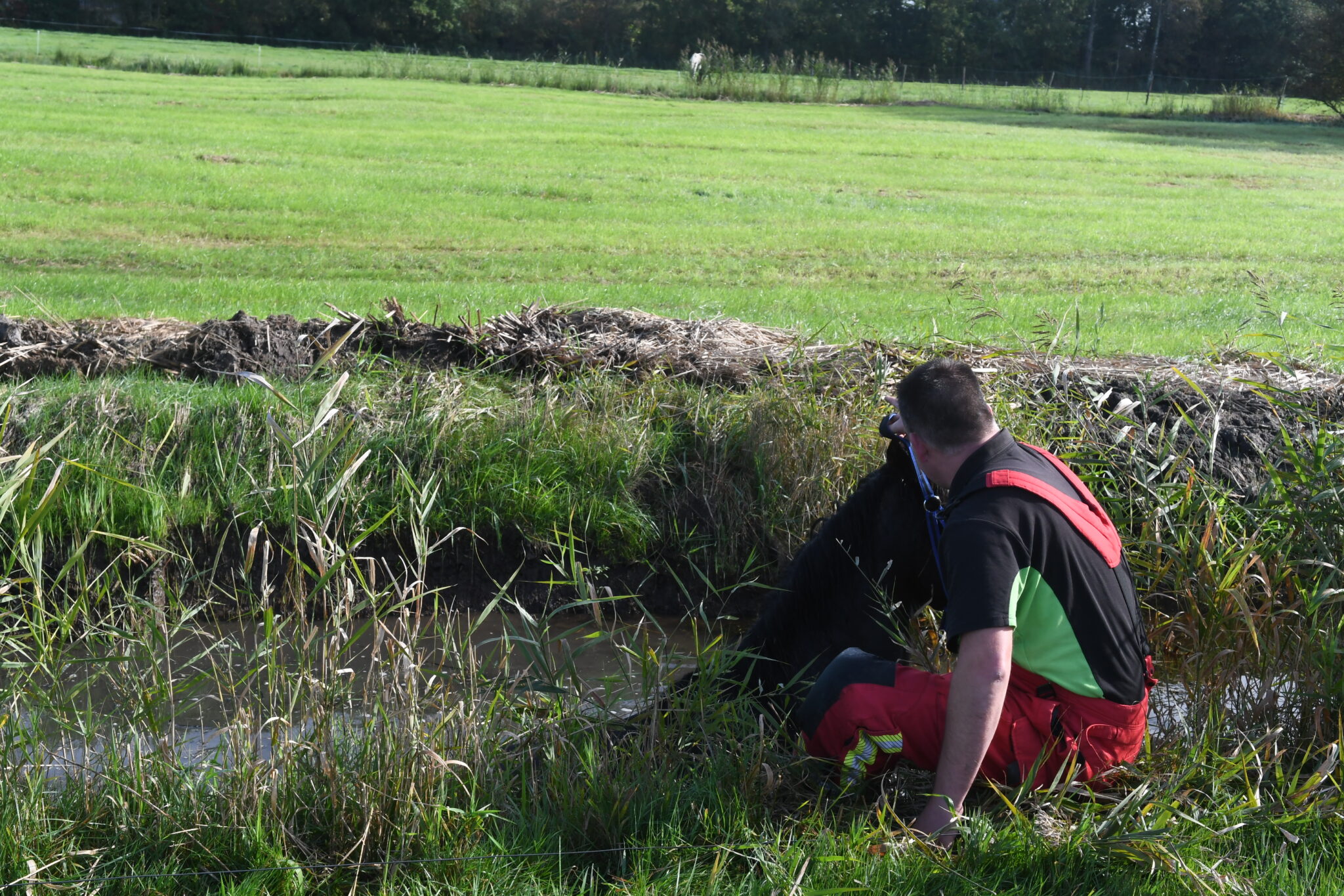 Paard gered uit sloot langs Mensumaweg in Tolbert