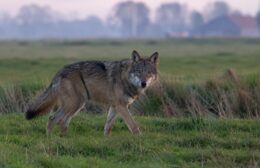 Wolf gespot in Zevenhuizen