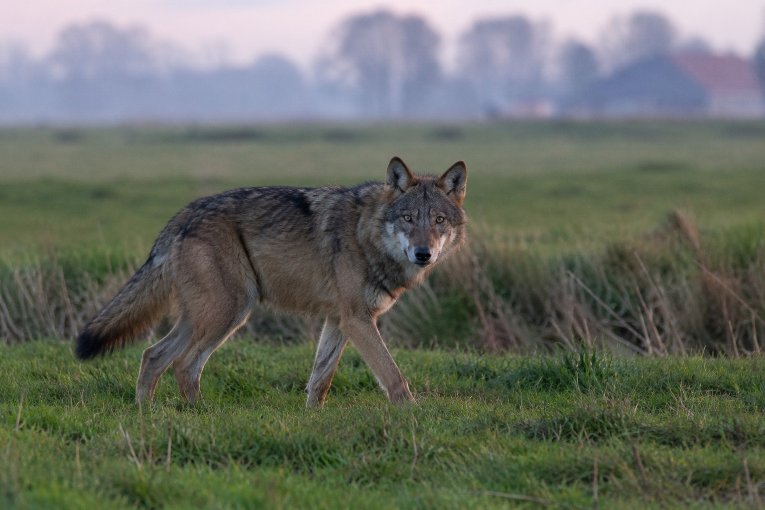 Wolf gespot in Zevenhuizen
