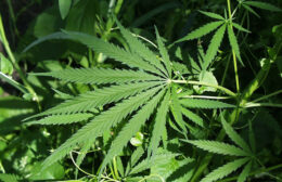 Drugsvangst door tips