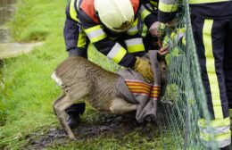 Brandweer bevrijdt ree in Oosterwolde Video