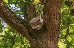 Rôner brandweer bevrijdt kat uit boom