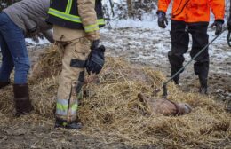 Paard in de sloot, brandweer schiet te hulp