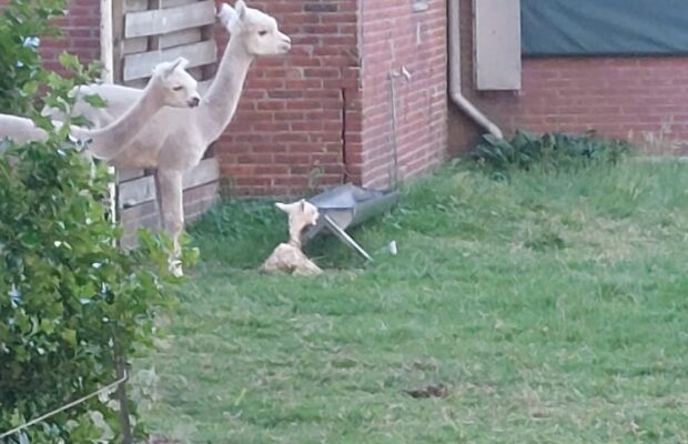Jonge alpaca gered uit mestkelder in Nieuw-Roden
