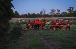 Paard uit sloot gered door brandweer in Tolbert