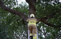 Brandweer Veenhuizen meerdere keren tevergeefs in actie voor kat in boom Video
