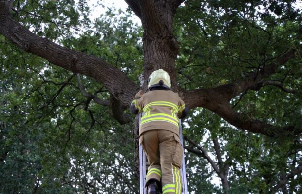 Brandweer Veenhuizen meerdere keren tevergeefs in actie voor kat in boom Video