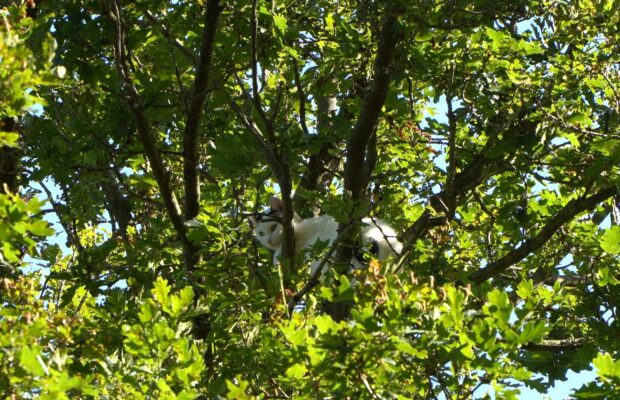 Tweede reddingspoging voor kat in Veenhuizen nu wel succesvol! Video